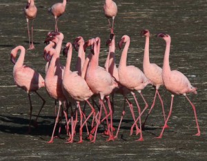 Read more about the article Kenia – short trips, Juni 2009