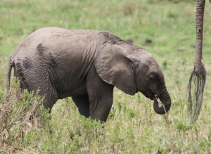 Read more about the article Kenia – Mitten drin, Okt. 2009