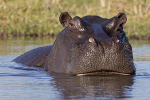 Read more about the article Botswana / Zimbabwe, September 2014
