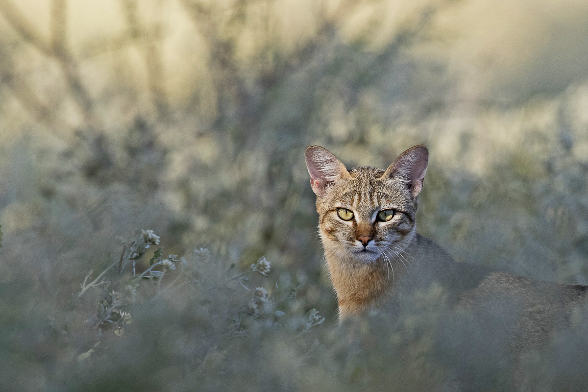 You are currently viewing Botswana, März 2015