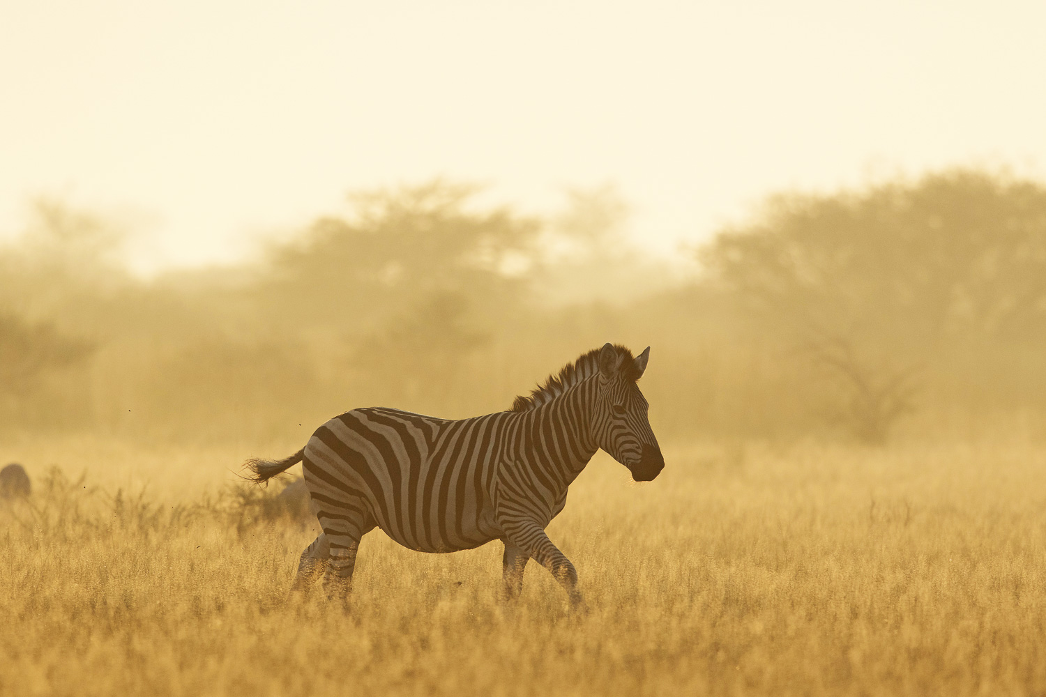 You are currently viewing Botswana, April 2015