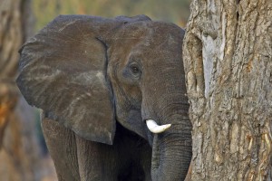 Read more about the article Botswana / Zimbabwe Sep. 2012