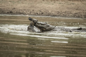 Read more about the article Zimbabwe, Mana Pools, October 2016