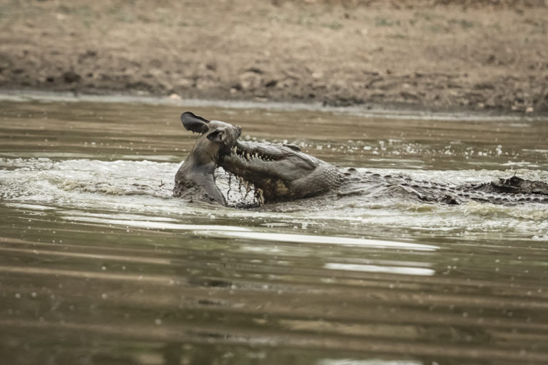 Read more about the article Zimbabwe, Mana Pools, October 2016