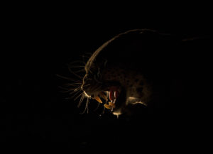 Read more about the article Botswana, Khwai, September 2015