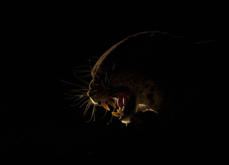 Read more about the article Botswana, Khwai, September 2015
