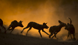 Read more about the article Zimbabwe, Mana Pools, November 2016