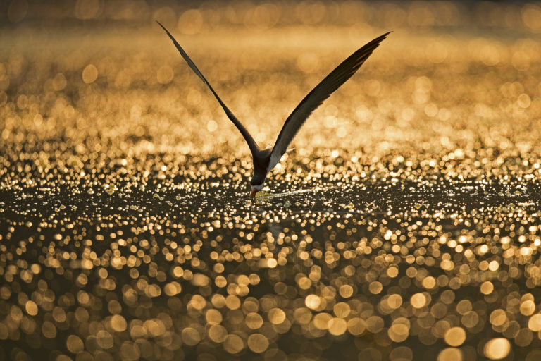 Read more about the article Zimbabwe, Mana Pools, October 2015