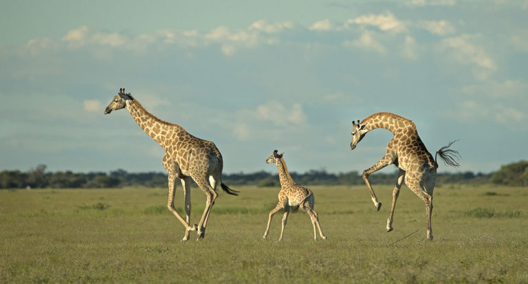 Read more about the article Botswana, April 2016