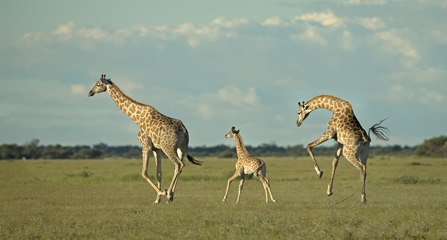 You are currently viewing Botswana, April 2016