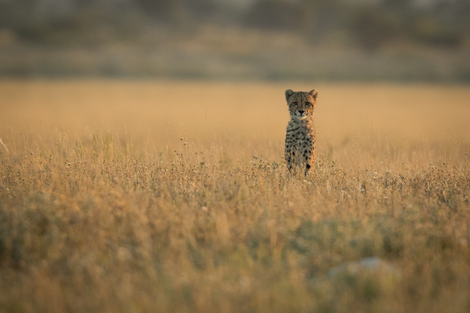 You are currently viewing Botswana, CKGR, April 2017