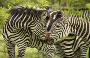 Read more about the article Zimbabwe, Nov. 2017