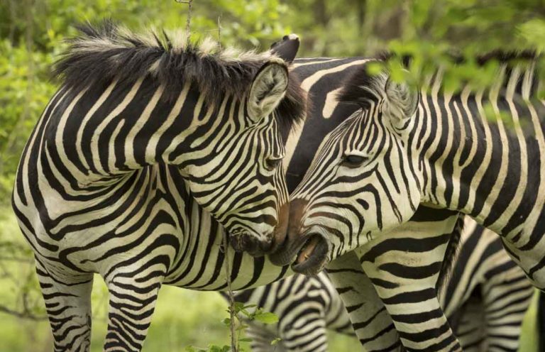 Read more about the article Zimbabwe, Nov. 2017