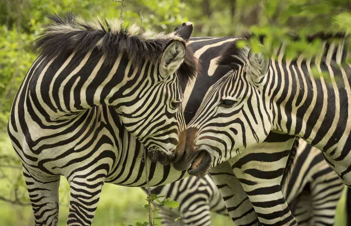 You are currently viewing Zimbabwe, Nov. 2017