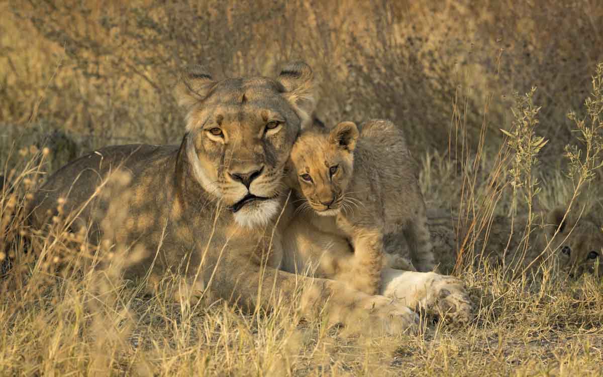 You are currently viewing Namibia / Botswana, Sept 2017