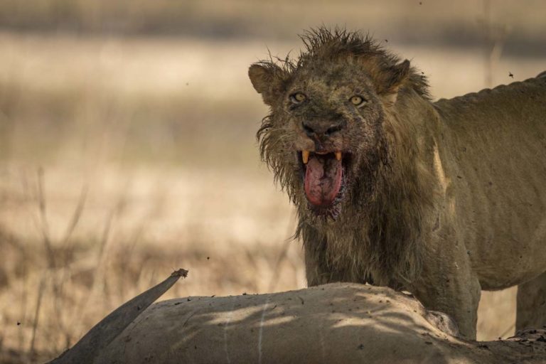 Read more about the article Zimbabwe, Oct. 2017