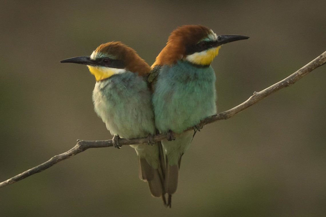 Two colorful bee-eaters perched on a branch