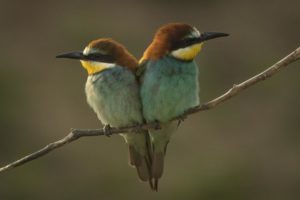 Read more about the article Hungary, July 2018