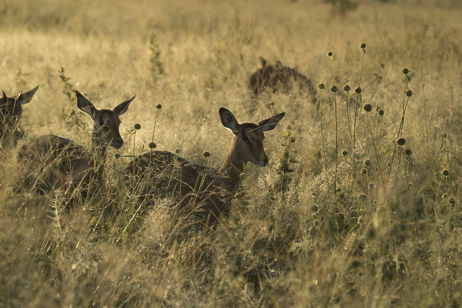 You are currently viewing Botswana, Khwai, March 2018