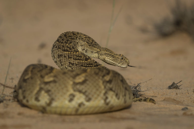 Read more about the article Botswana, Zutshwa, April 2018