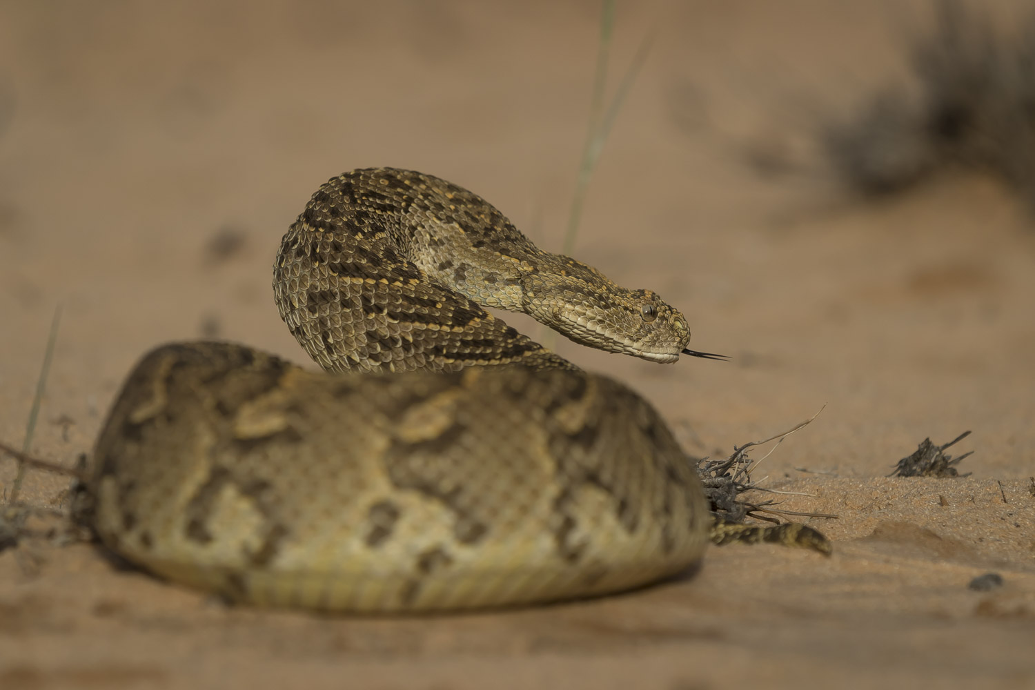 You are currently viewing Botswana, Zutshwa, April 2018
