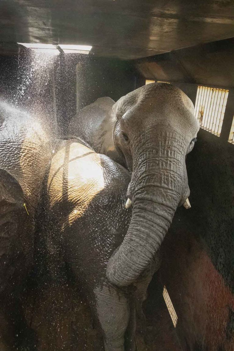 Read more about the article Elephant release, Zimbabwe, Sept. 2018