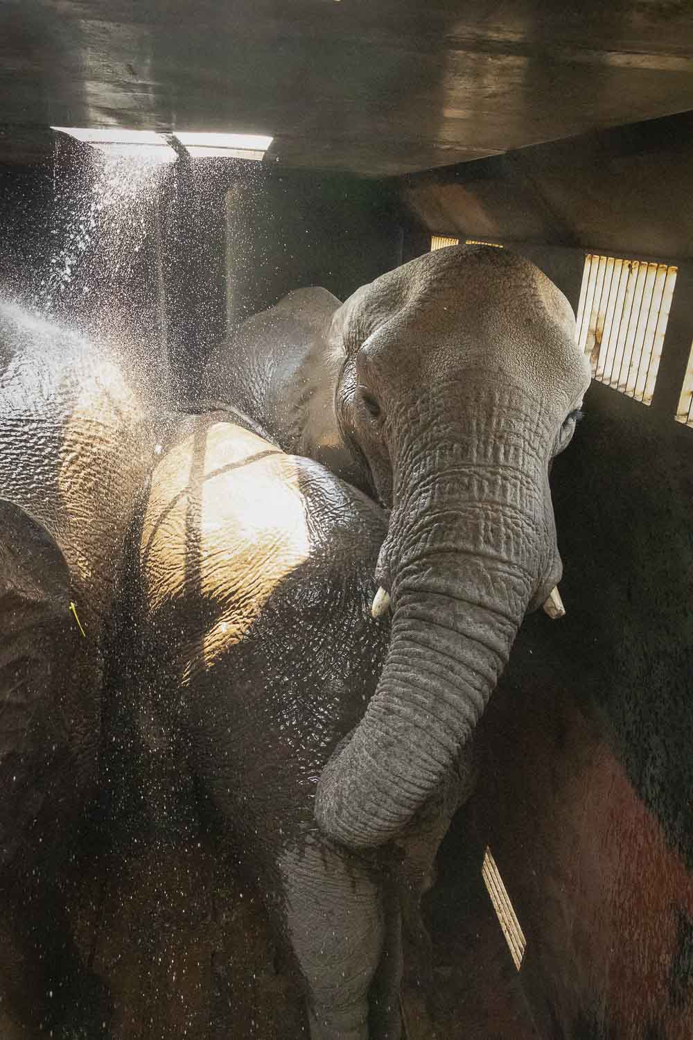 You are currently viewing Elephant release, Zimbabwe, Sept. 2018