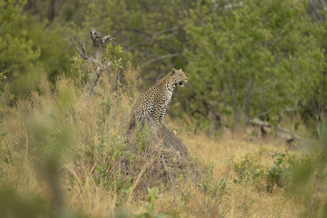 Leopard resting on a tree branch