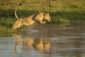 Read more about the article Botswana, Khwai, Nov. 2018