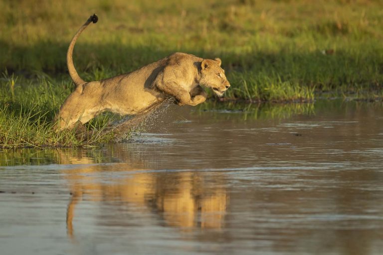 Read more about the article Botswana, Khwai, Nov. 2018