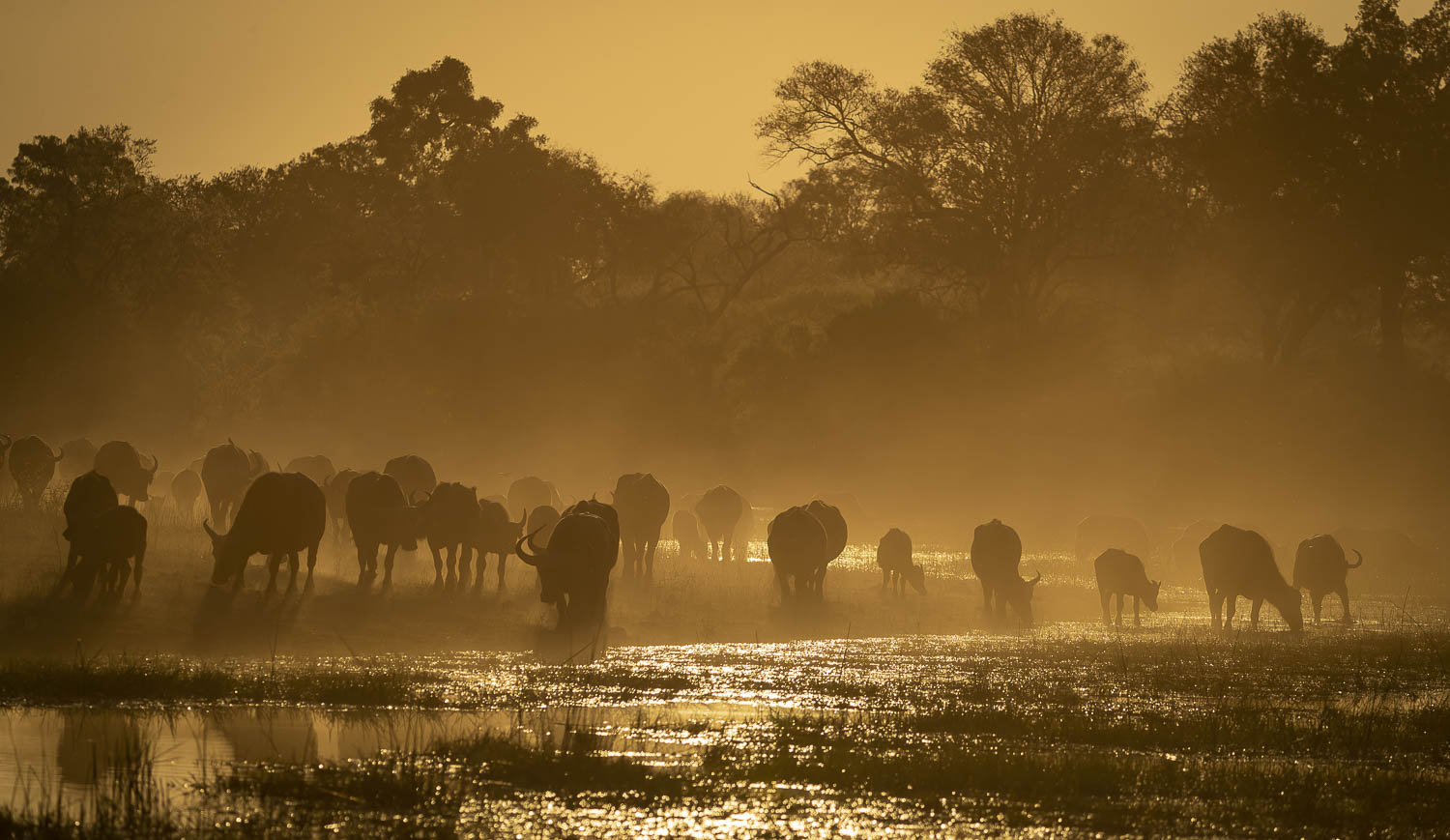 You are currently viewing Okavango Delta, September 2018