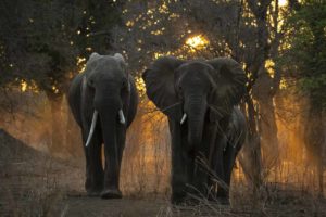 Read more about the article Zimbabwe, Mana Pools, Oct. 2018
