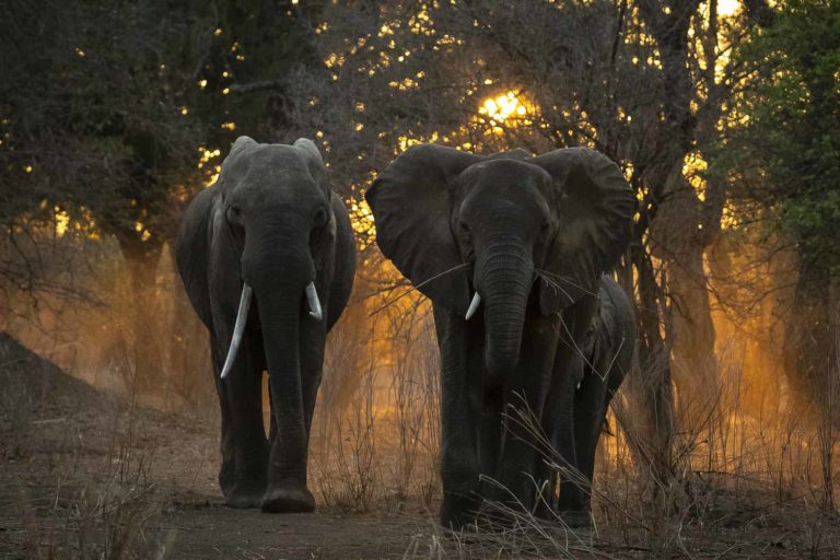 Read more about the article Zimbabwe, Mana Pools, Oct. 2018