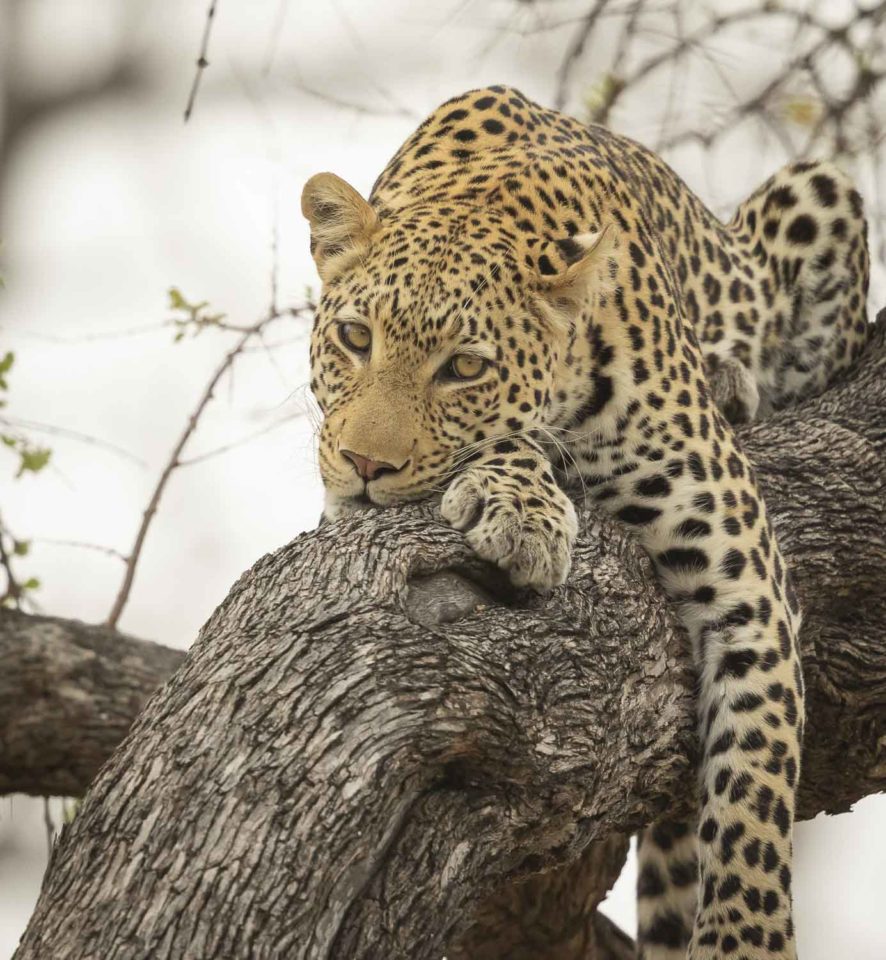 Leopard resting on a tree branch