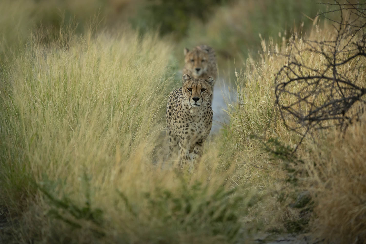 You are currently viewing Botswana, April 2019