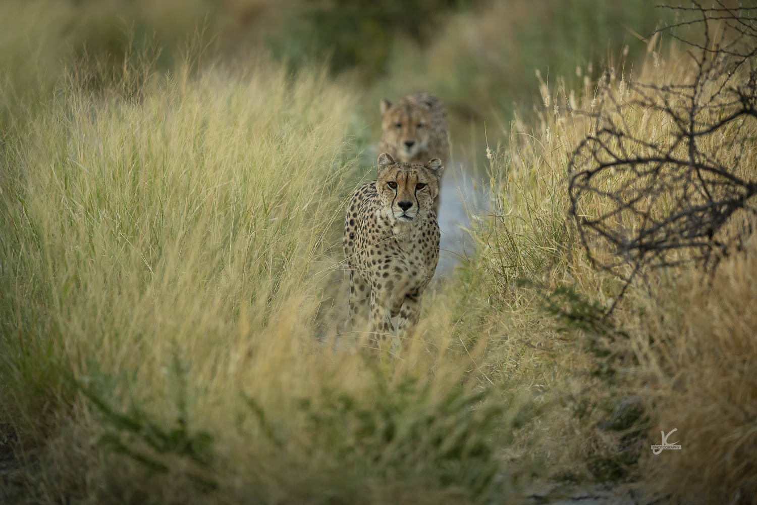Two cheetahs walking through tall grass