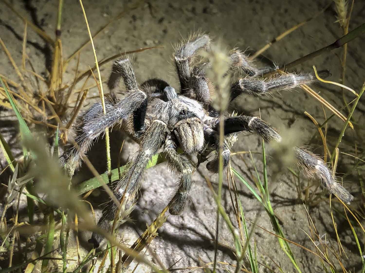 Close-up of a large hairy spider among grass